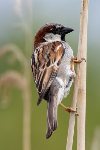 Sparrows