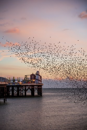Starlings