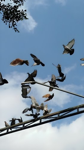 Pigeons