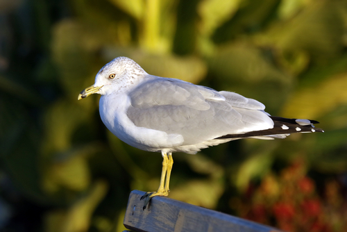 Gulls