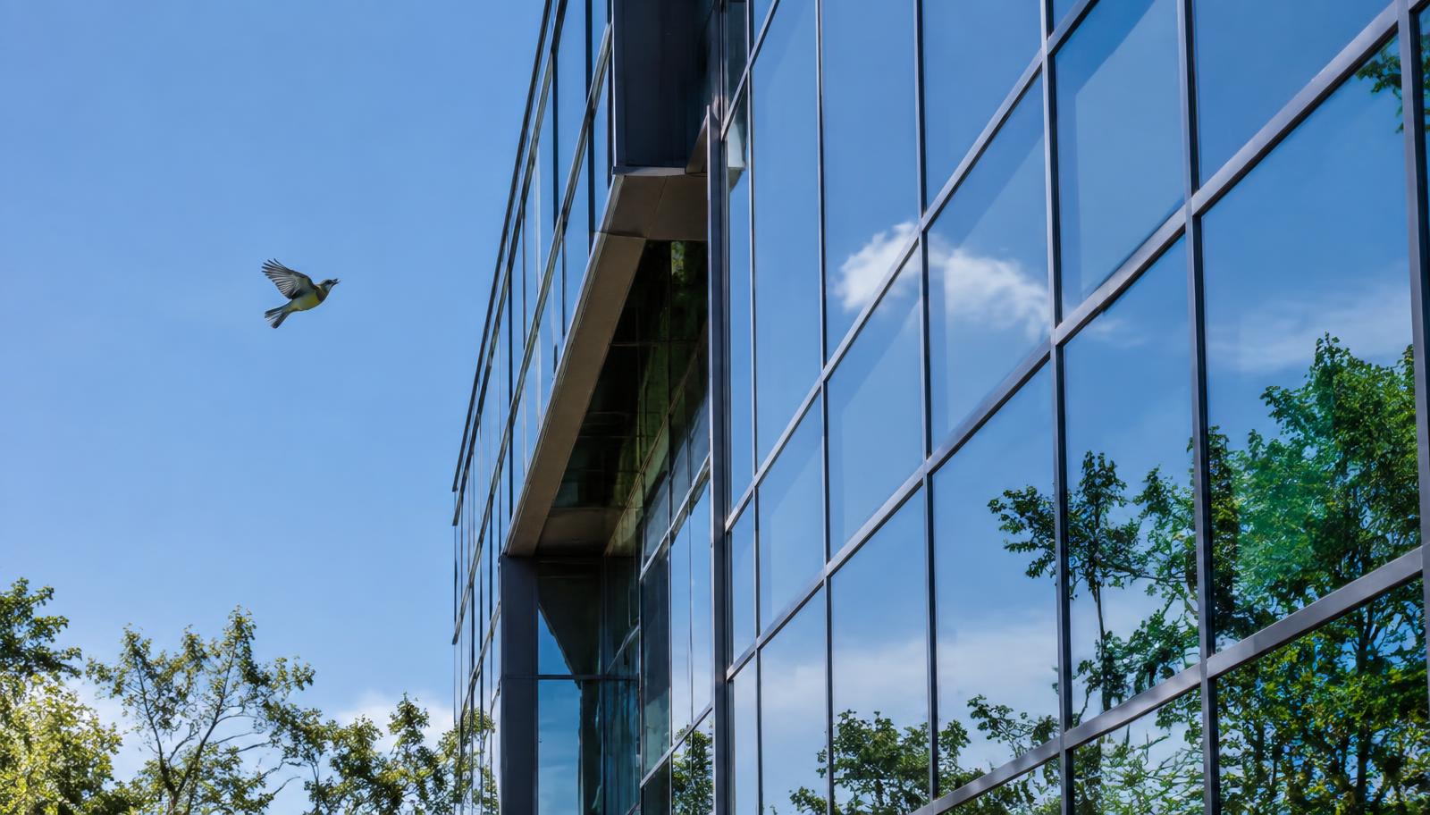 Glass facade where BirdShades window film prevents bird collisions